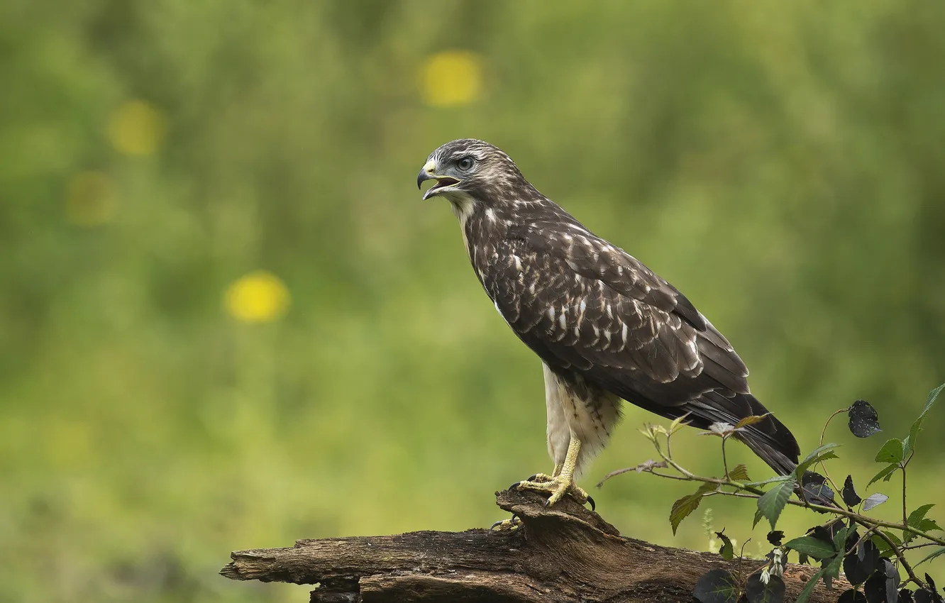 Photo wallpaper branches, bird, predator, log, Buzzard