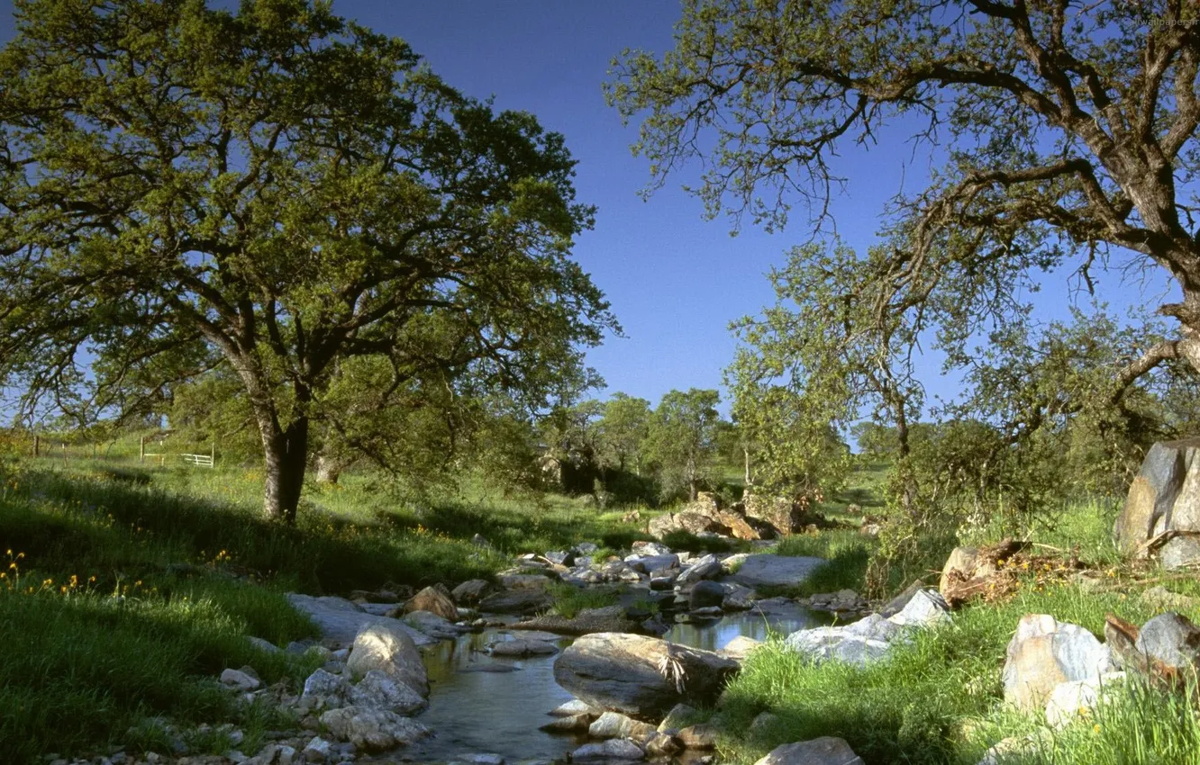 Photo wallpaper the sky, grass, trees, nature, stream, stones
