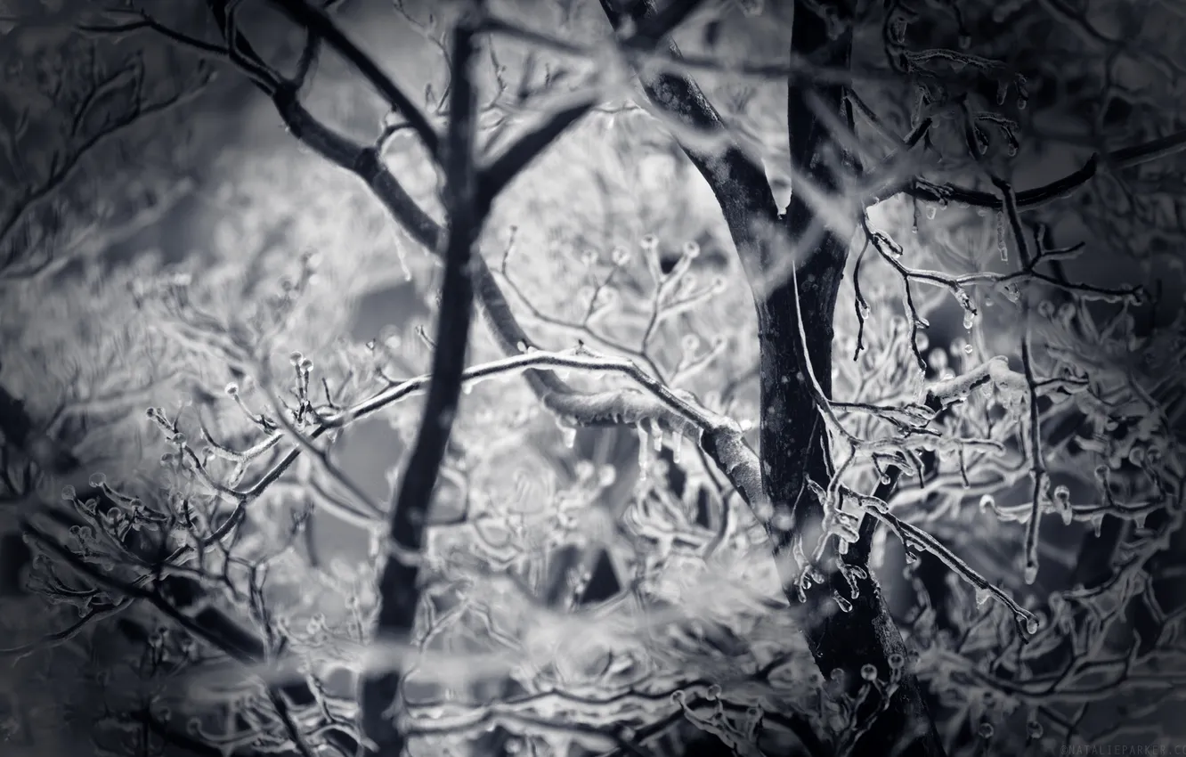 Photo wallpaper ice, winter, trees, branches, white, blue, bole-blue