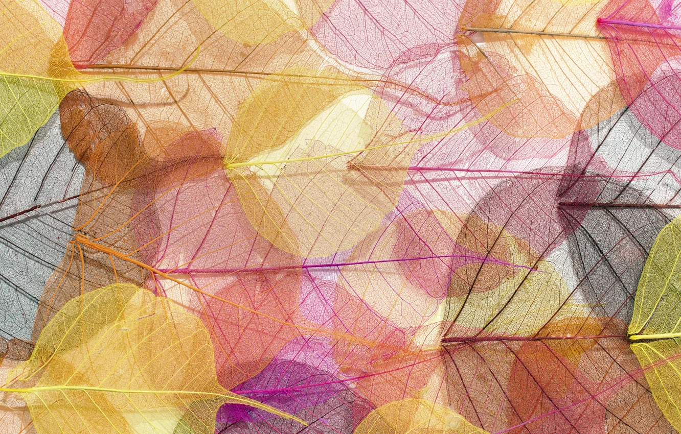Photo wallpaper leaves, background, colorful, abstract, texture, background, autumn, leaves