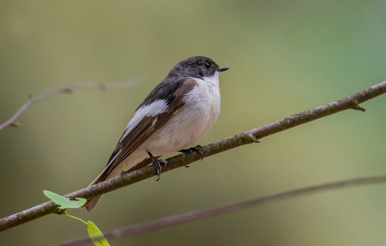 Photo wallpaper bird, spring, Flycatcher, photohunt