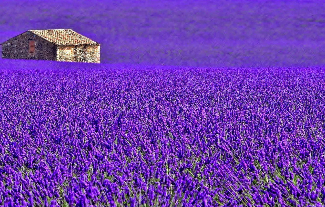 Photo wallpaper field, flowers, house, France, meadow, lavender, plantation, Provence