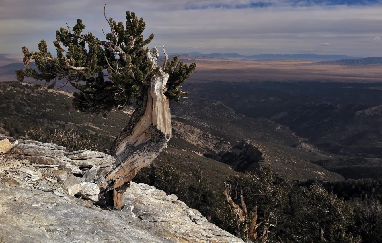 Photo wallpaper trees, mountains, nature, the wind