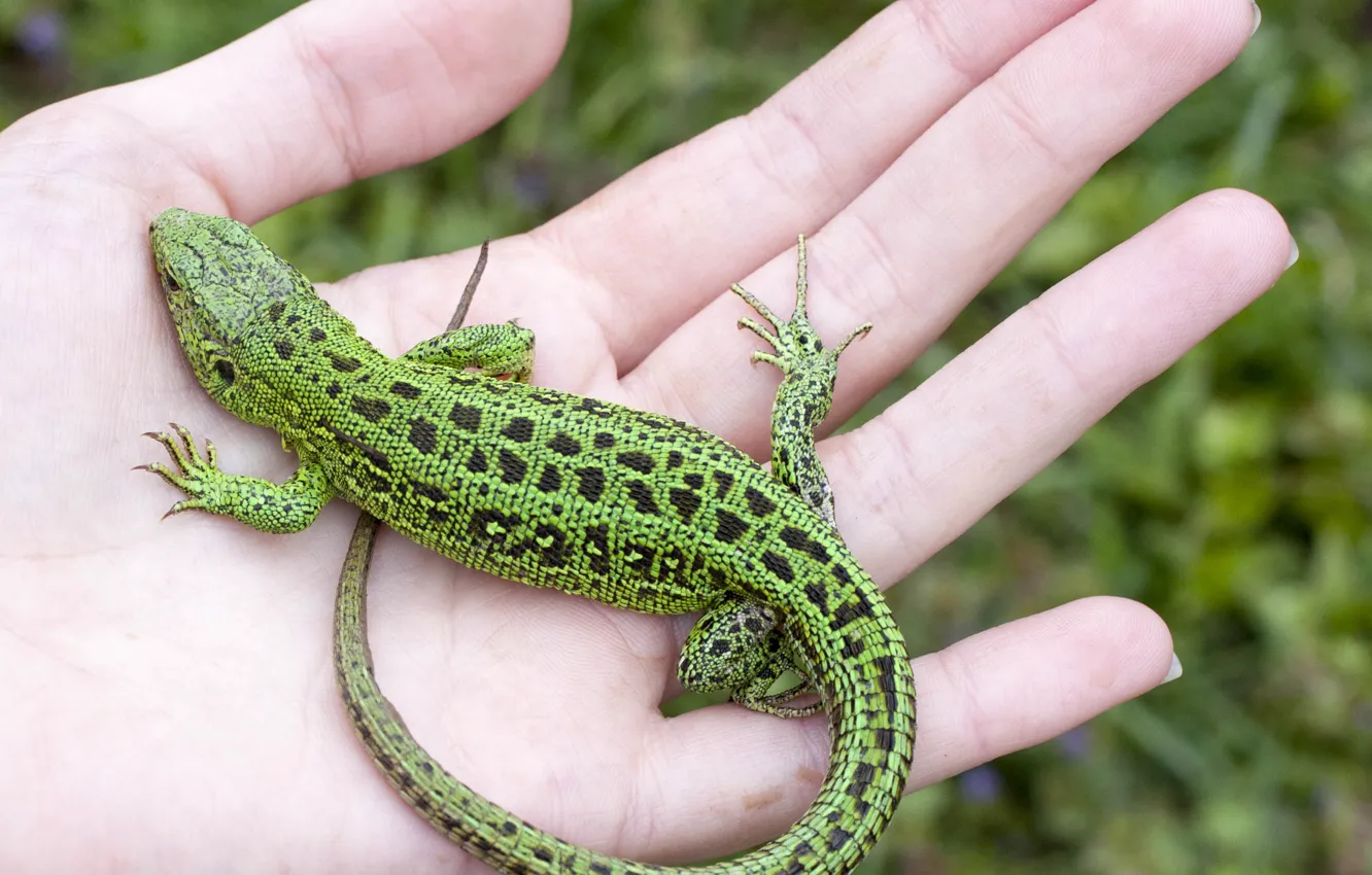 Photo wallpaper hands, lizard, palm