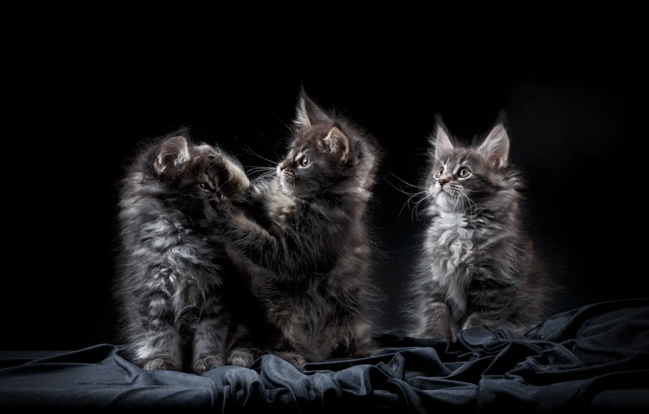 Photo wallpaper background, baby, kitty, Maine Coon
