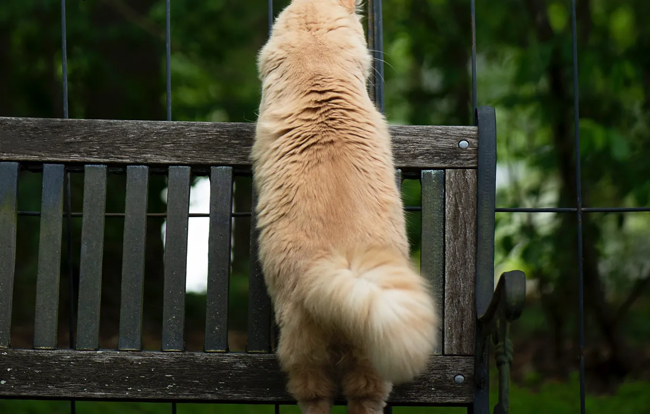 Photo wallpaper cat, bench, tail