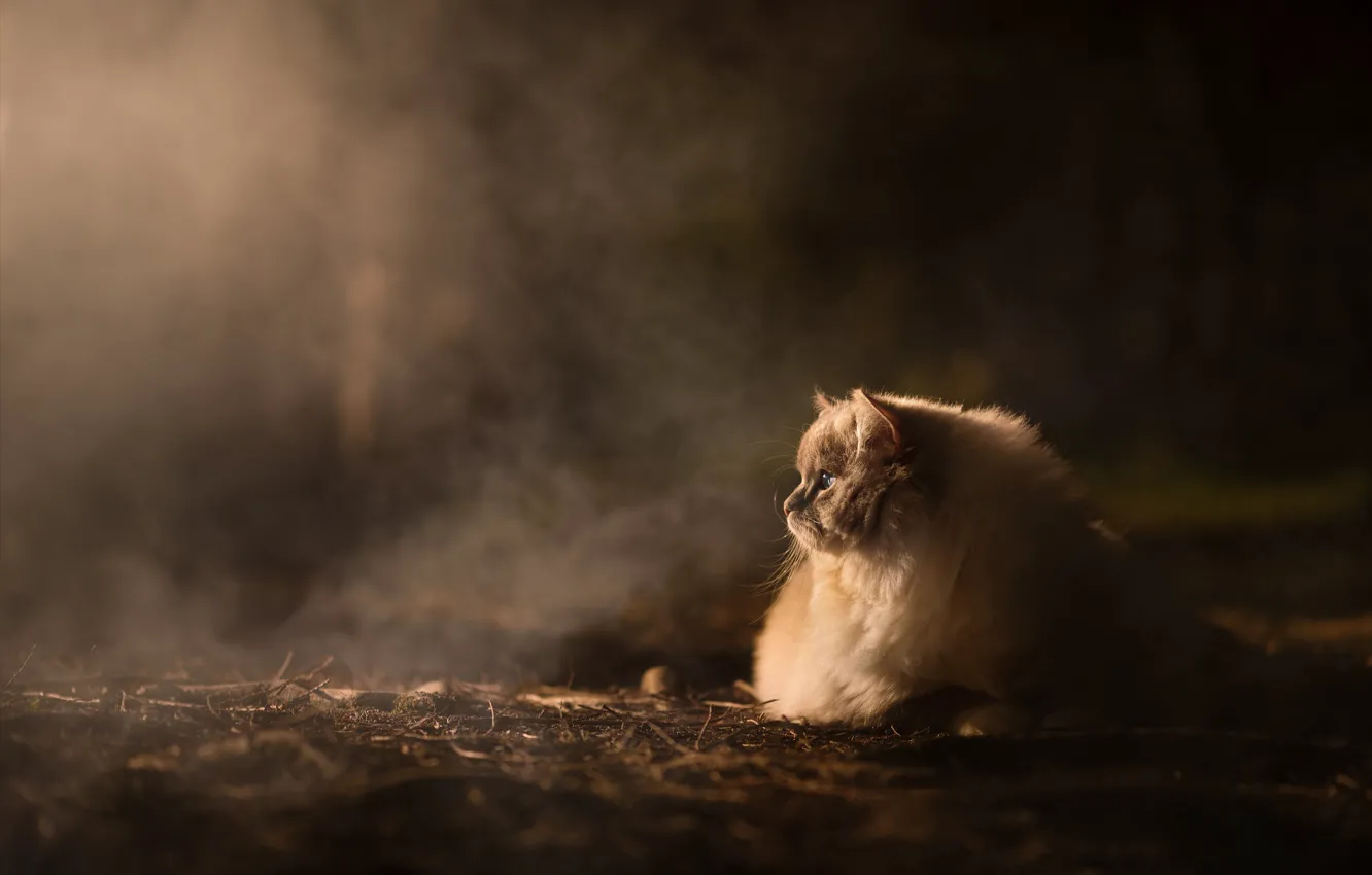 Photo wallpaper cat, cat, look, light, branches, nature, pose, fog