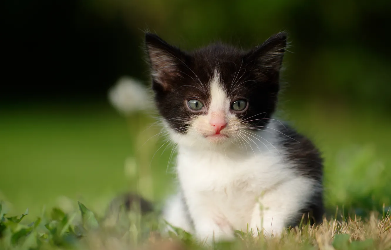 Photo wallpaper look, baby, kitty, bokeh