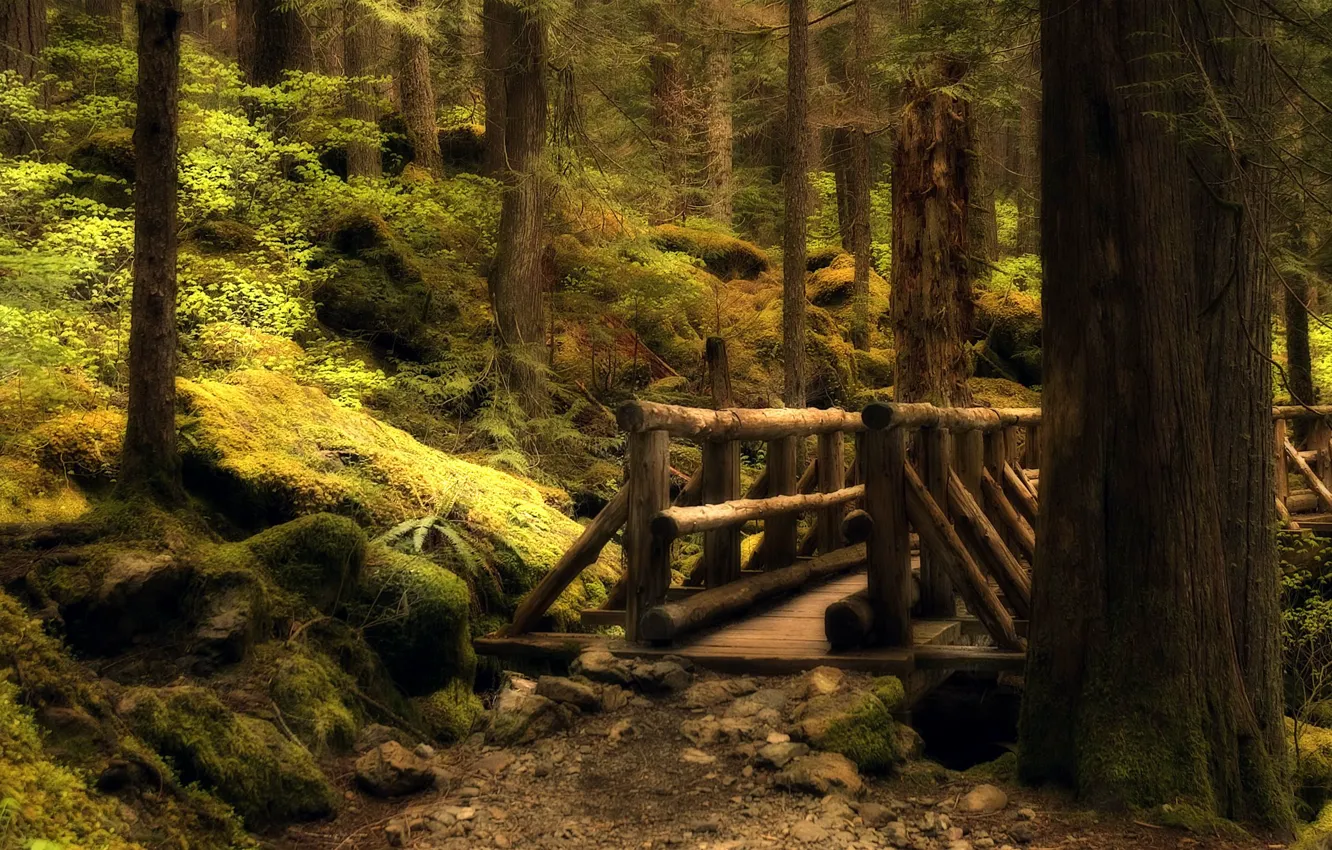 Photo wallpaper forest, bridge, trail