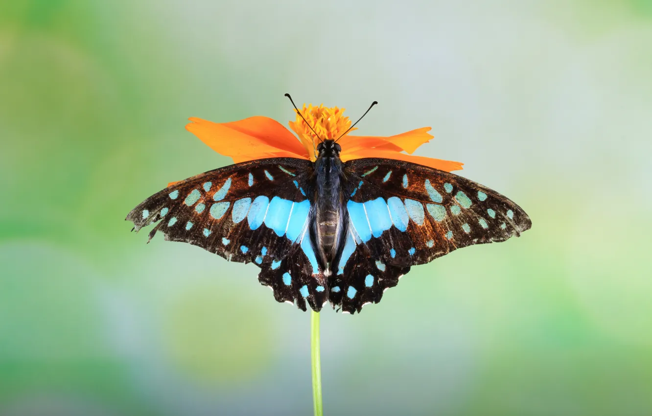 Photo wallpaper macro, flowers, orange, blue, butterfly, green background, swallowtail