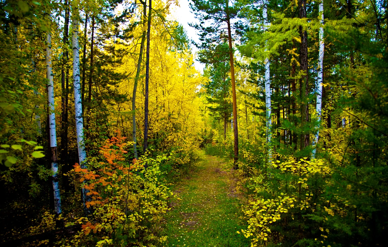 Photo wallpaper autumn, forest, nature, trail