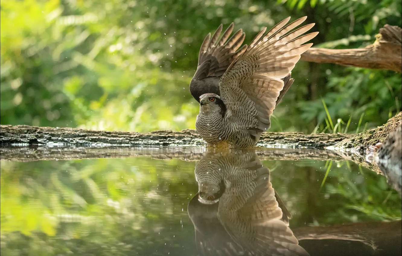 Photo wallpaper reflection, wings, pond, Falcon, bird, stroke