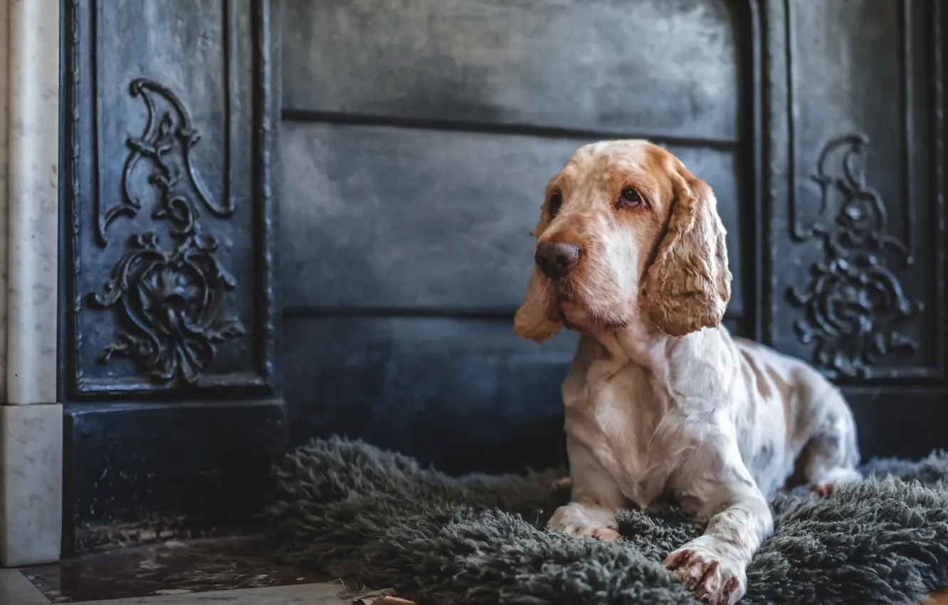 Photo wallpaper each, home, dog