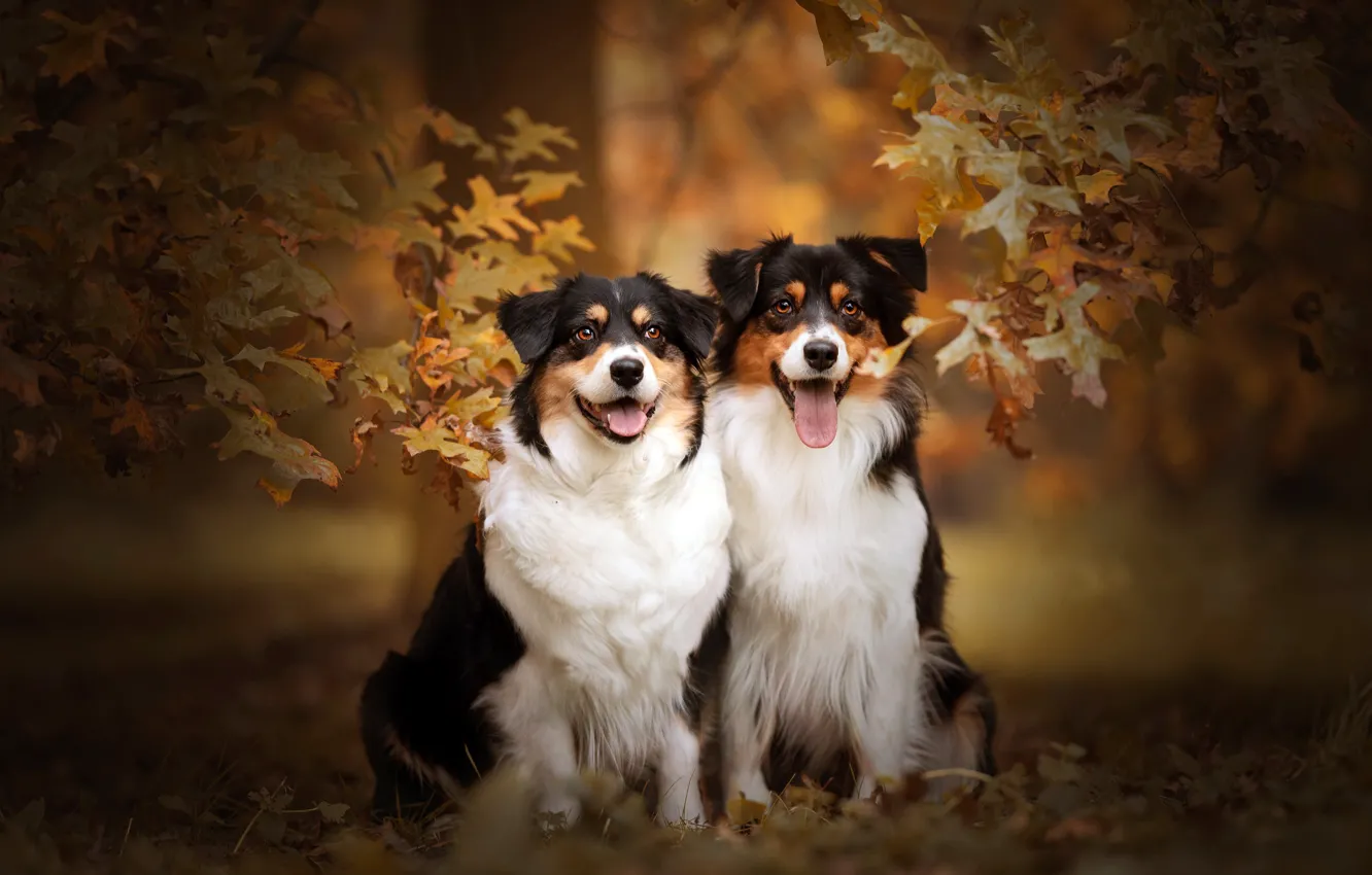 Photo wallpaper autumn, dogs, friends