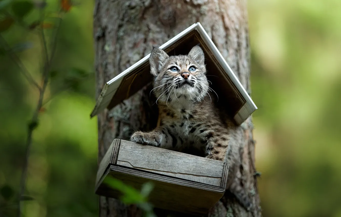 Photo wallpaper trees, cub, kitty, lynx, bokeh, feeder, a small lynx, Svetlana Pisareva