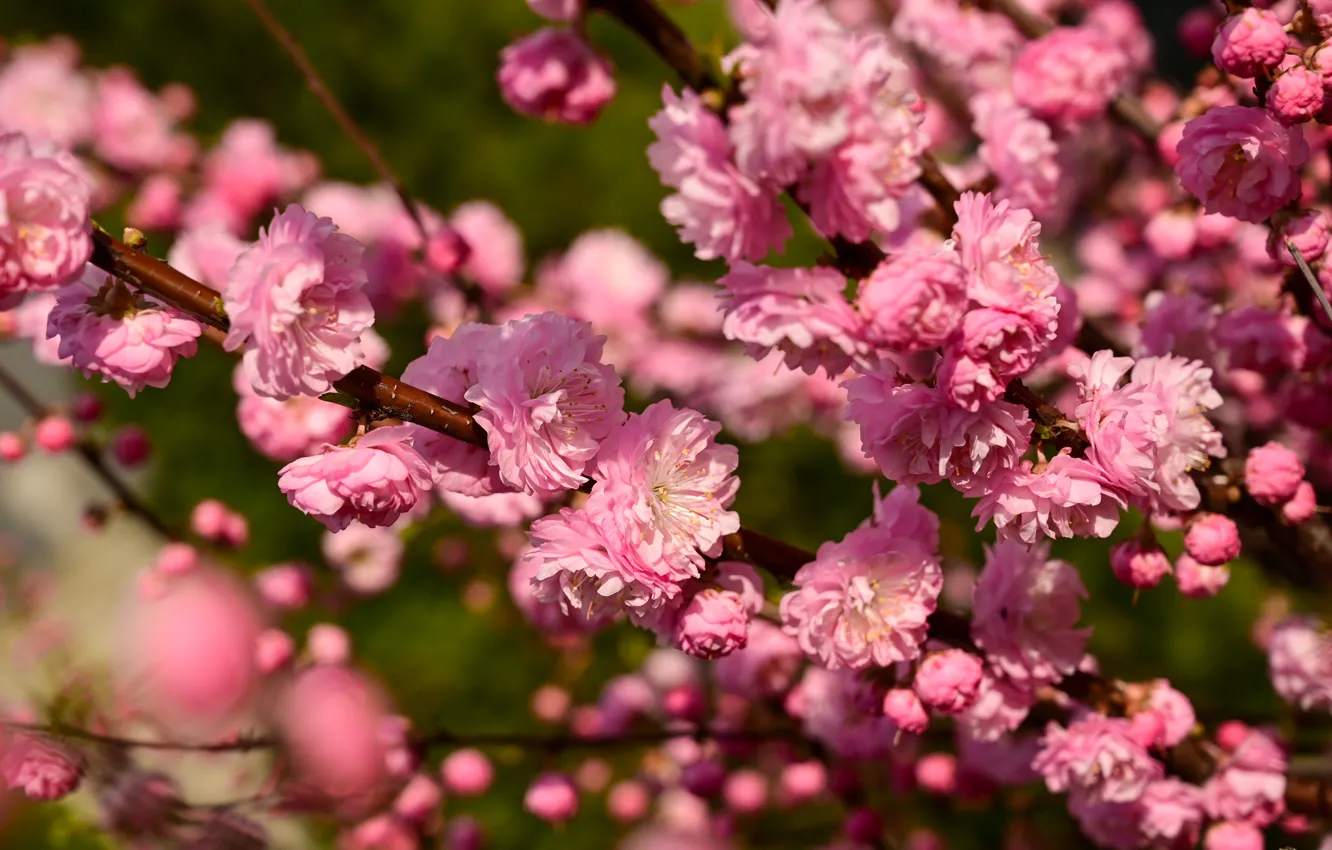 Photo wallpaper flowers, spring, flowering, almonds
