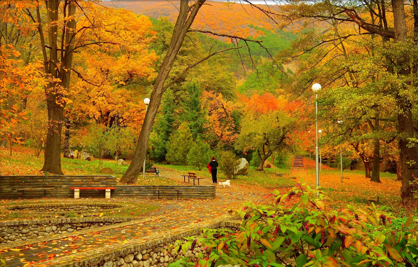 Photo wallpaper Autumn, Park, Fall, Foliage, Park, Autumn, Colors, Trees