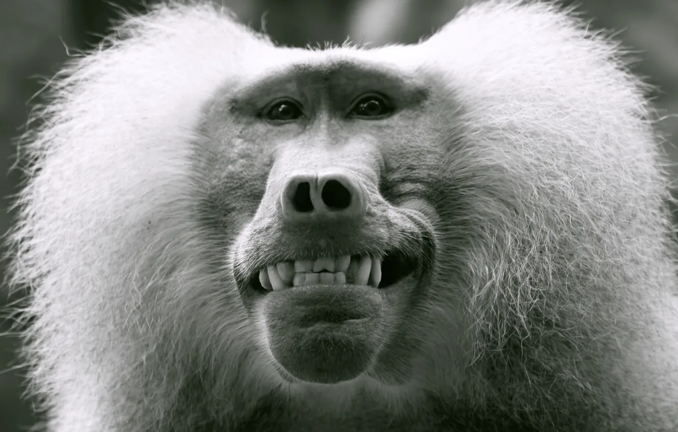 Photo wallpaper Monkey, Smile, Teeth, Face, Black and white, The primacy of, A mammal, Baboon
