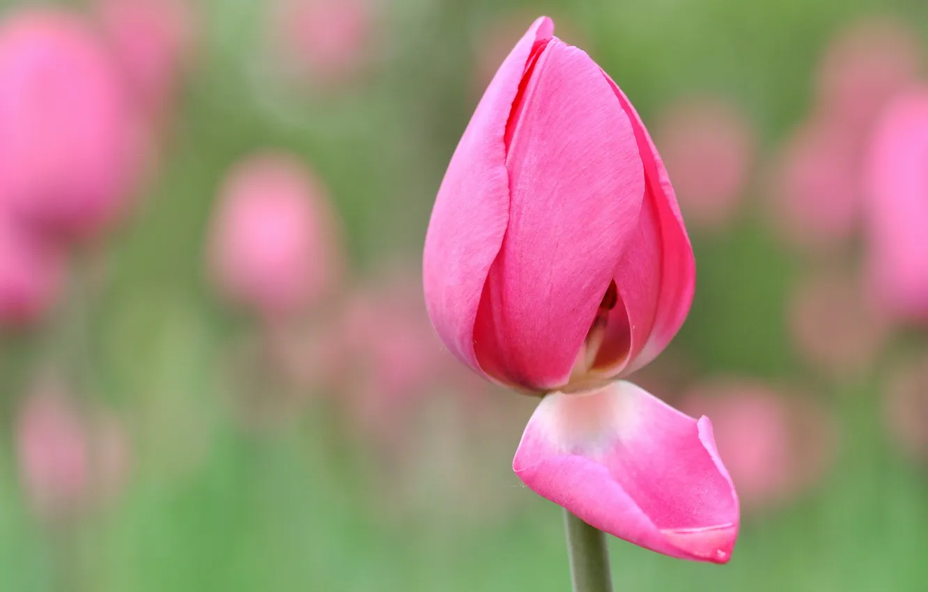 Photo wallpaper macro, flowers, tulips