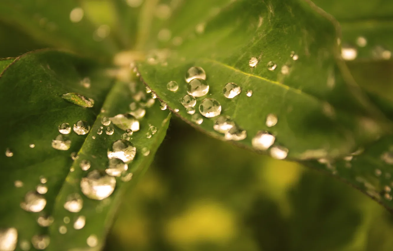 Photo wallpaper greens, leaves, drops, macro, heat, Wallpaper, blur