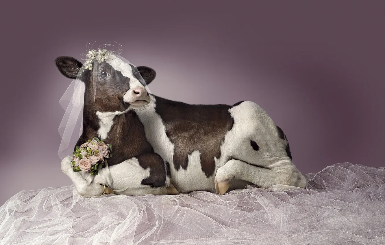 Photo wallpaper pose, cows, horns, the bride, veil, hooves