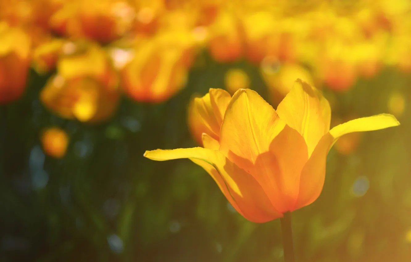 Photo wallpaper macro, light, flowers, nature, color, tulips, brightness