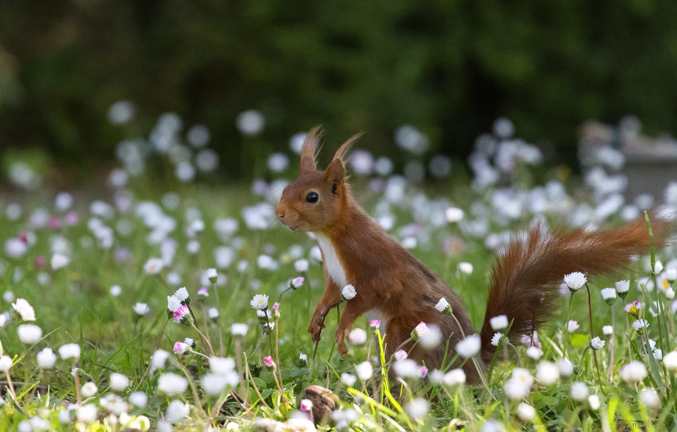 Photo wallpaper flowers, glade, spring, protein, Daisy