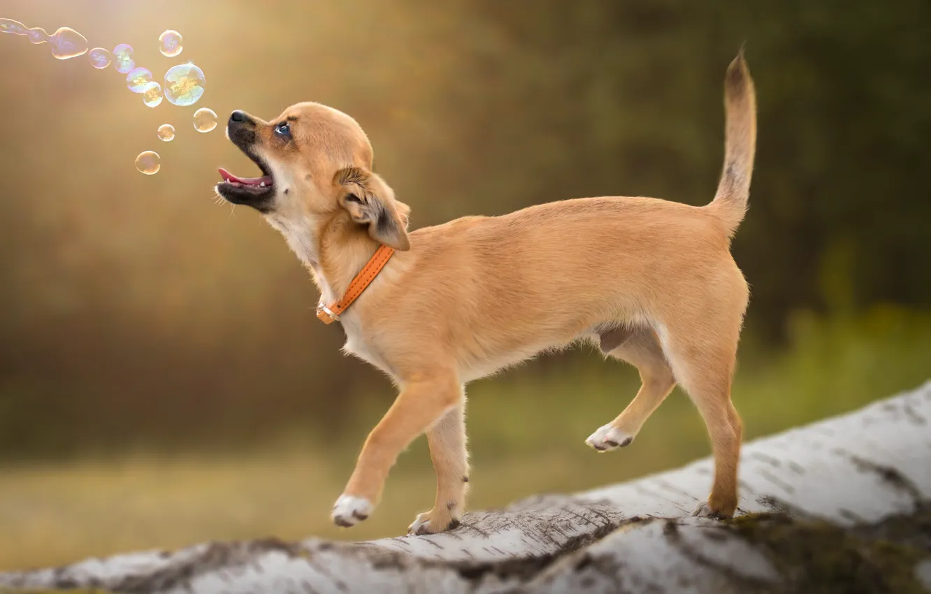 Photo wallpaper background, bubbles, collar, log, doggie, Chihuahua, dog