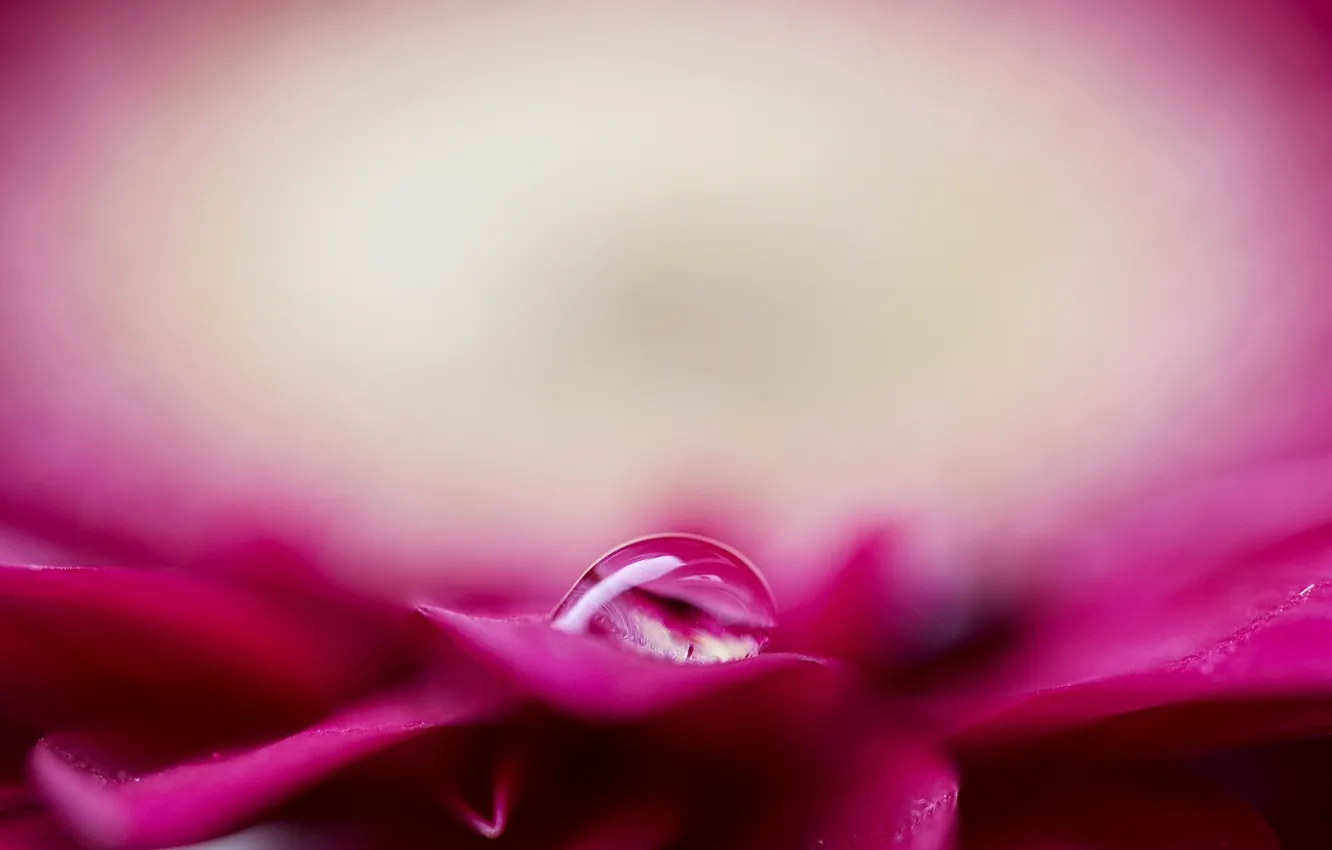 Photo wallpaper flower, water, Rosa, pink, drop, petals, blur