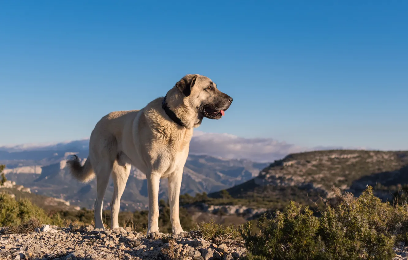 Photo wallpaper dog, Turkey, shepherd, kangal