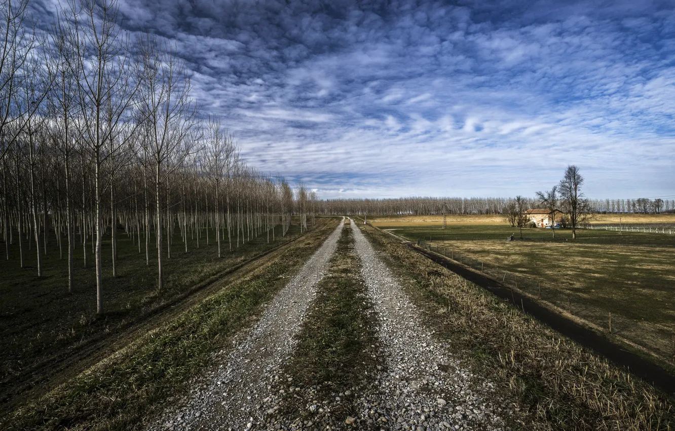 Photo wallpaper road, field, the sky, trees