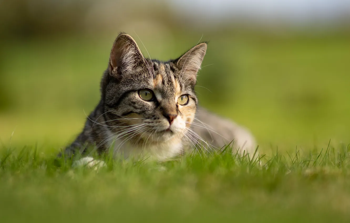 Photo wallpaper cat, grass, look, background, muzzle, bokeh, cat