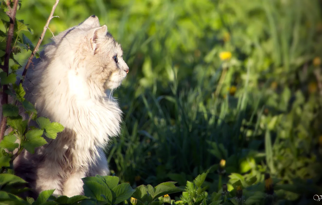 Photo wallpaper cat, beautiful, tomka