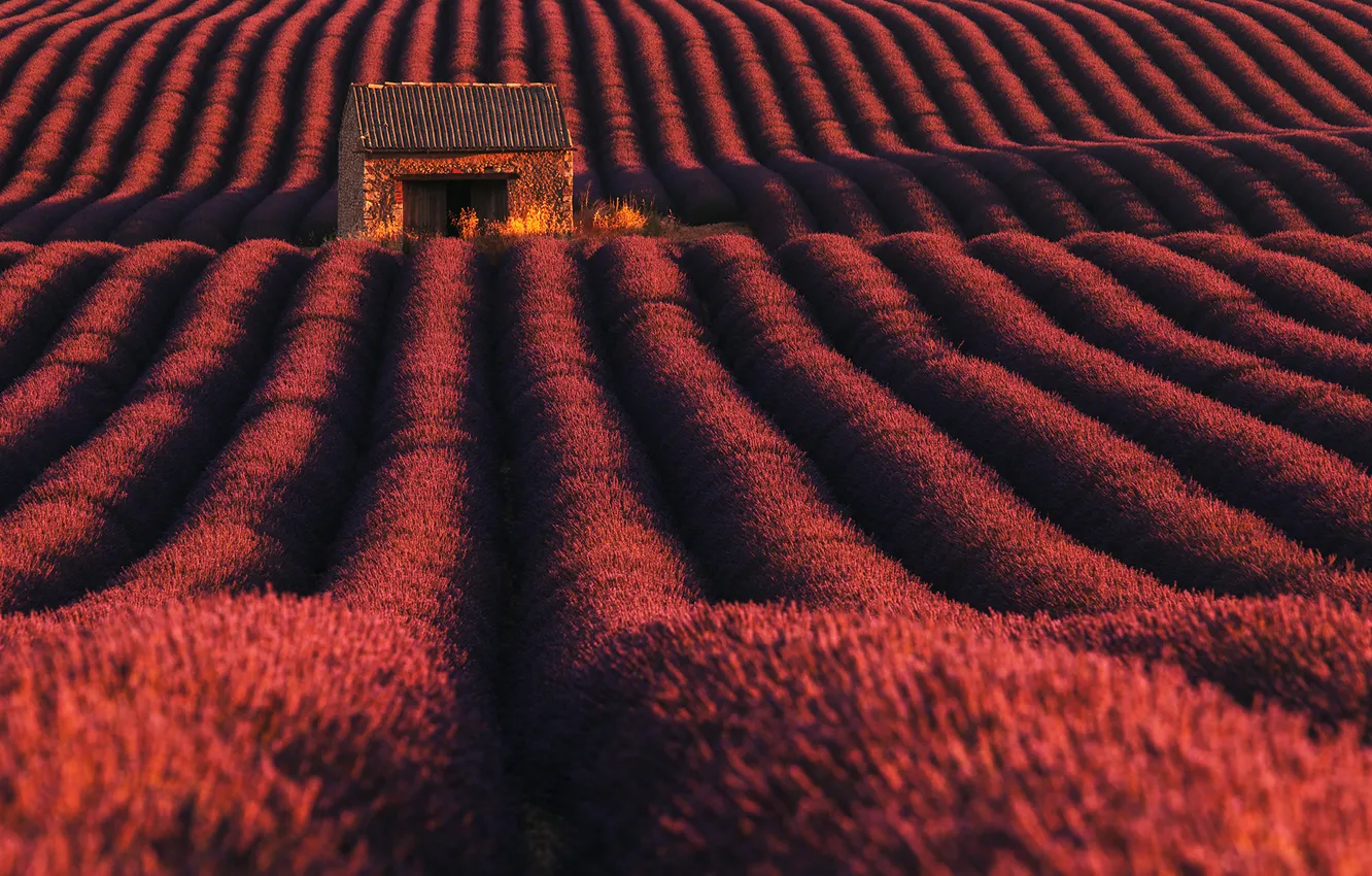 Photo wallpaper the barn, house, lavender, plantation, lavender field