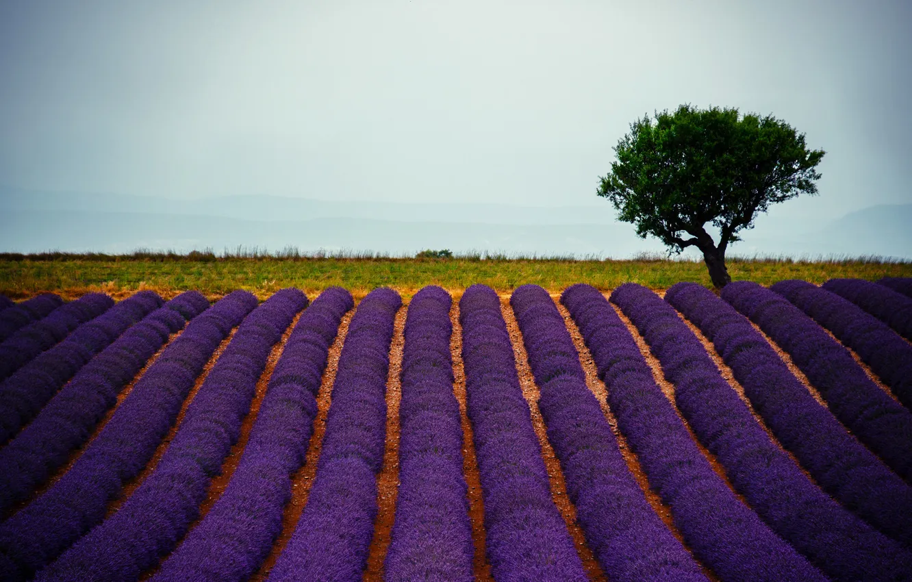 Photo wallpaper field, trees, a number, lavender, plantation, lavender field