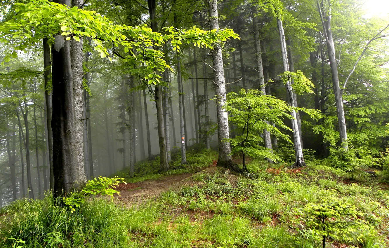 Photo wallpaper forest, summer, trees, landscape, nature