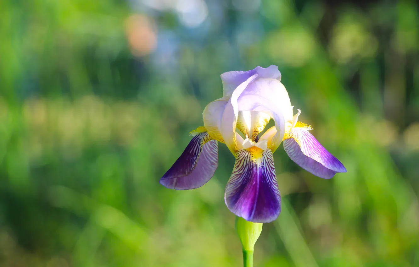 Photo wallpaper flower, lily, blooming