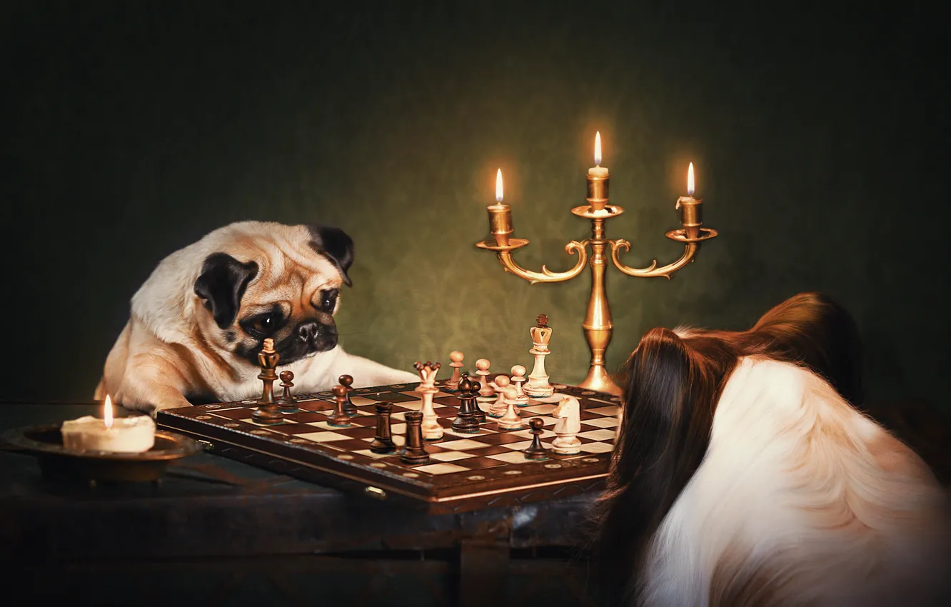 Photo wallpaper dog, chess, pug, candle holder, Papillon, Natalia Ponikarova, english club