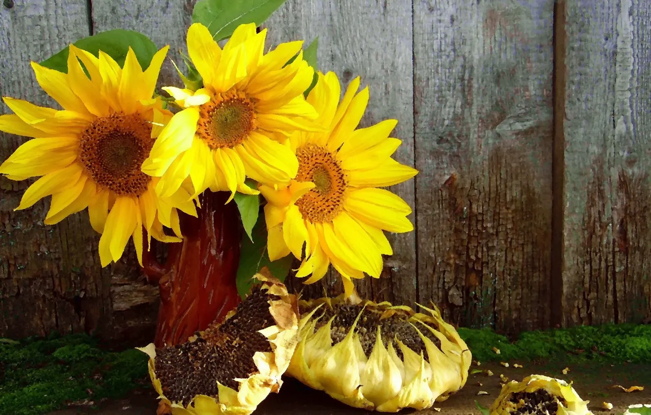 Photo wallpaper sunflowers, still life, seeds