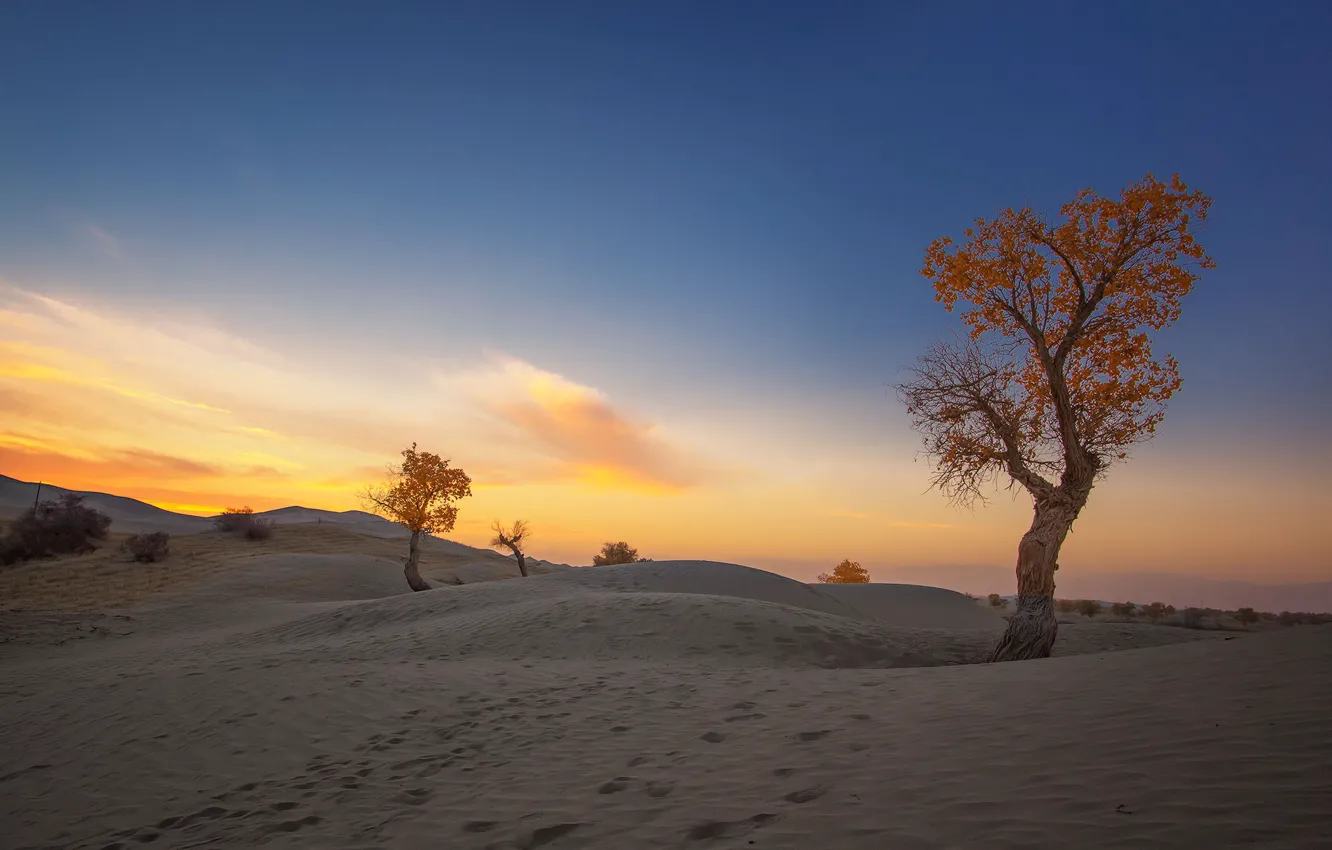 Photo wallpaper autumn, trees, desert