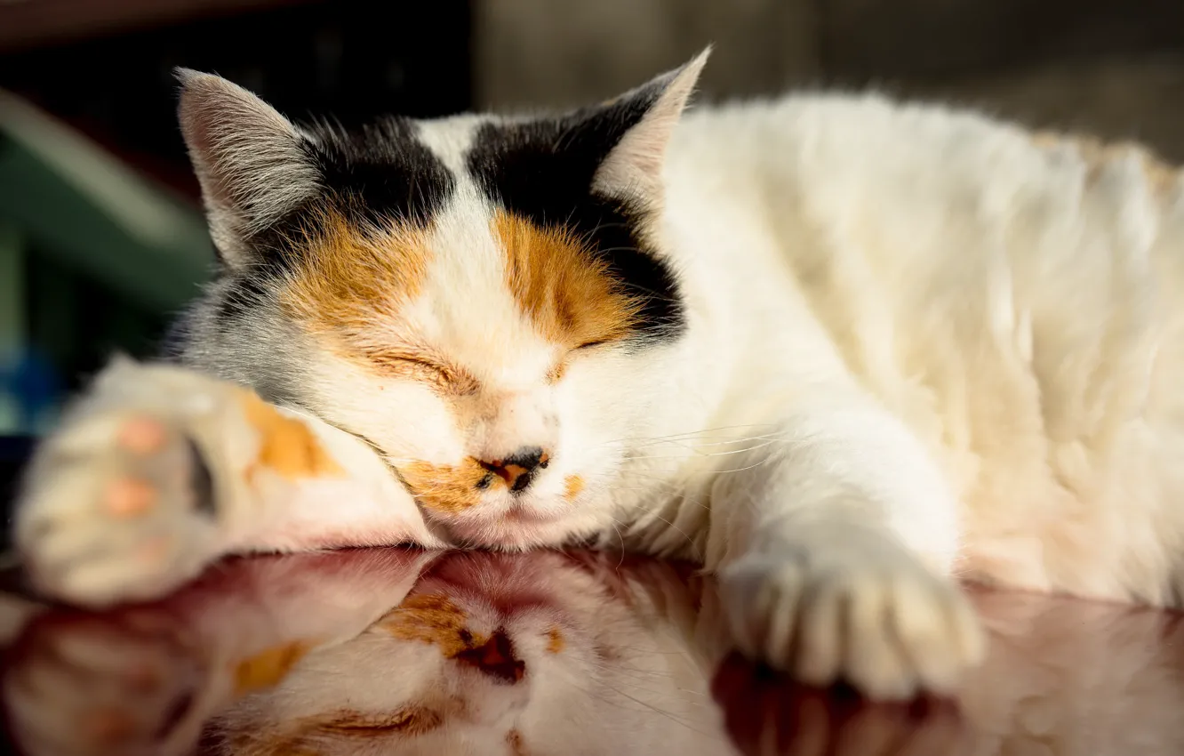 Photo wallpaper cat, stay, sleeping