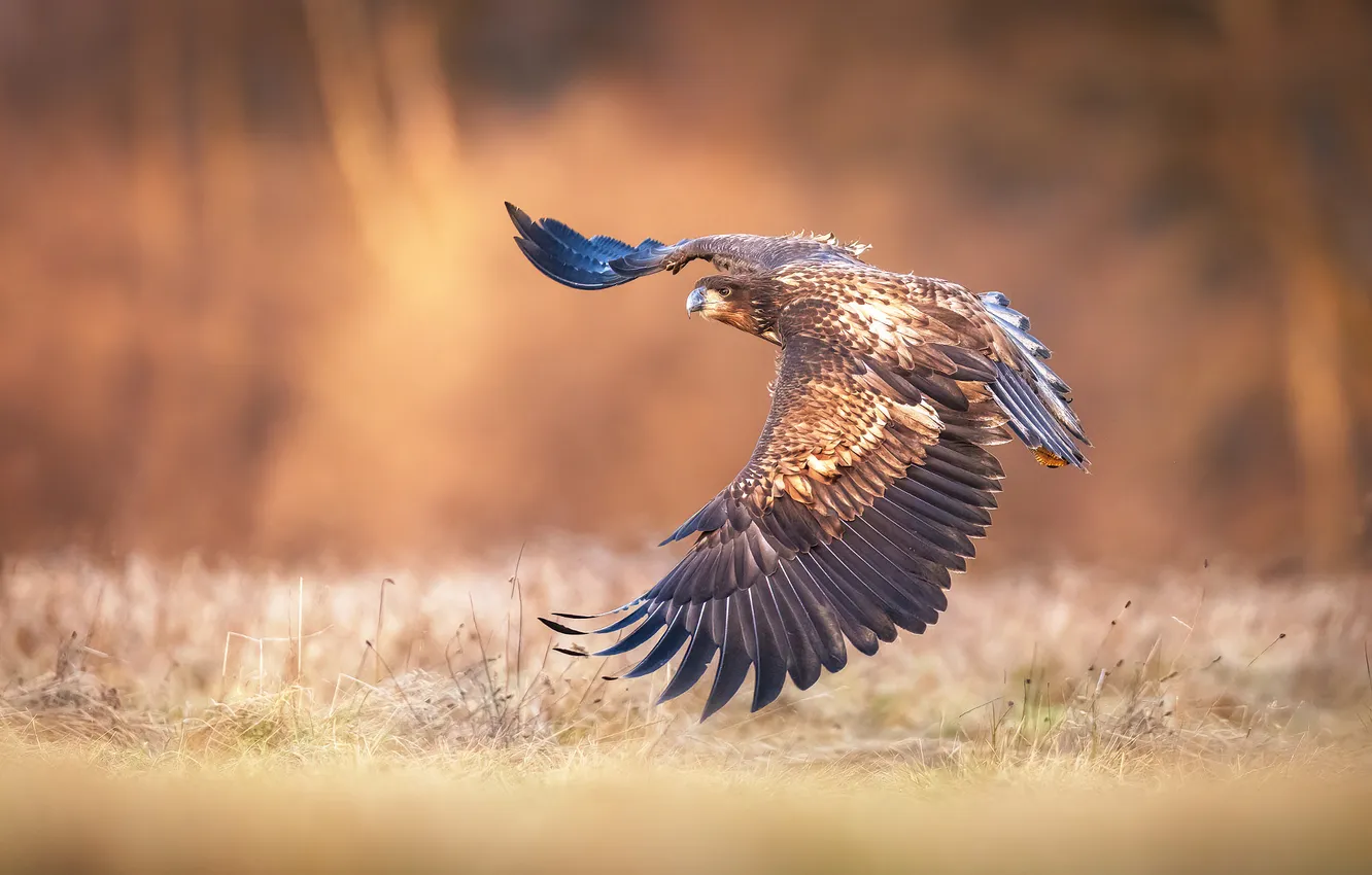 Photo wallpaper field, flight, bird, eagle, predatory, bokeh, Eagle, wingspan