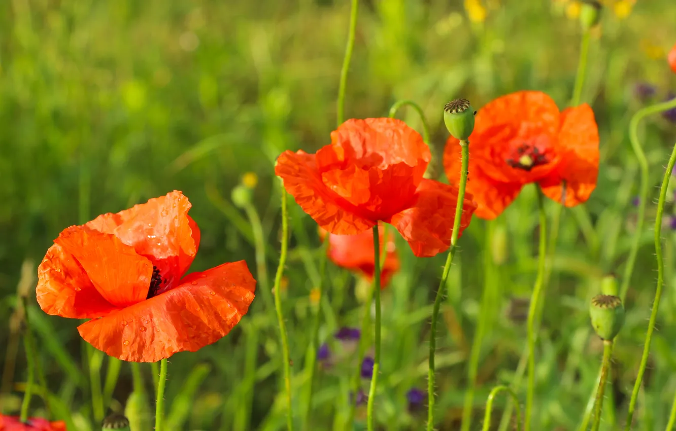 Photo wallpaper red, flower, poppy