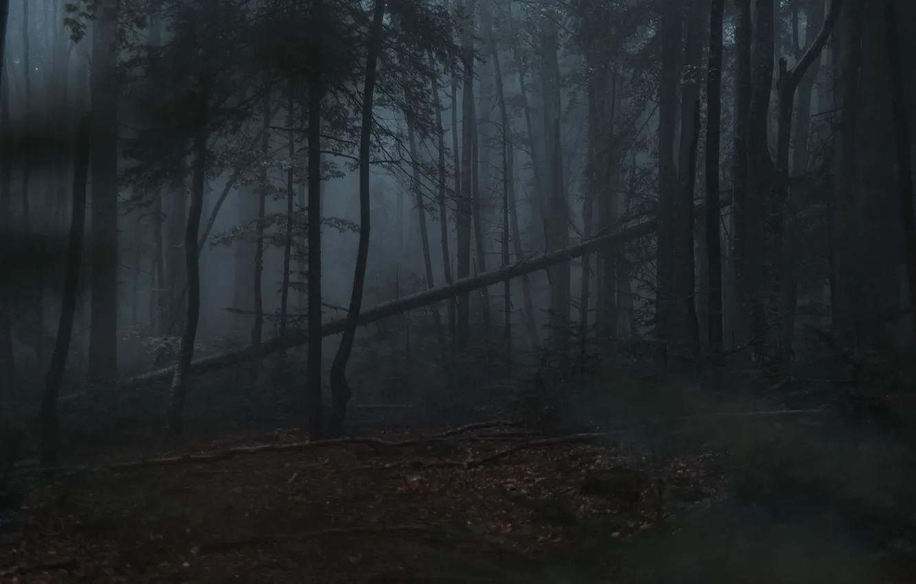 Photo wallpaper forest, trees, nature, fog, twilight