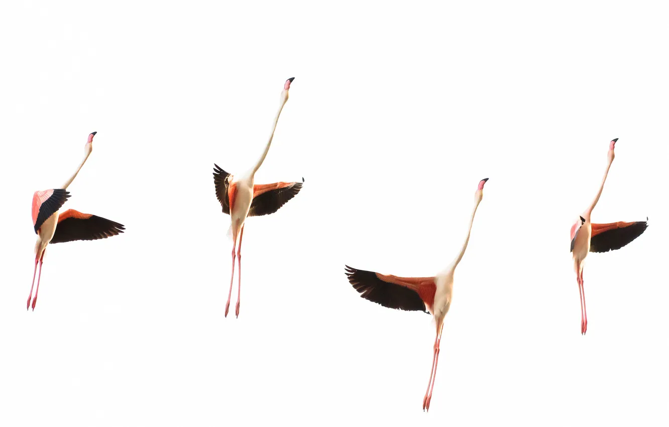Photo wallpaper birds, wings, pack, Flamingo, neck