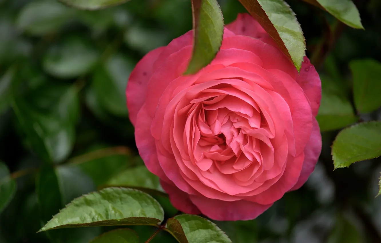 Photo wallpaper rose, spring, Bud, flowering