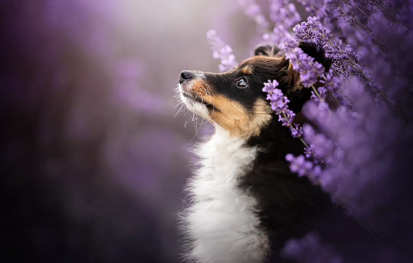 Photo wallpaper look, flowers, background, portrait, dog, profile, face, lavender