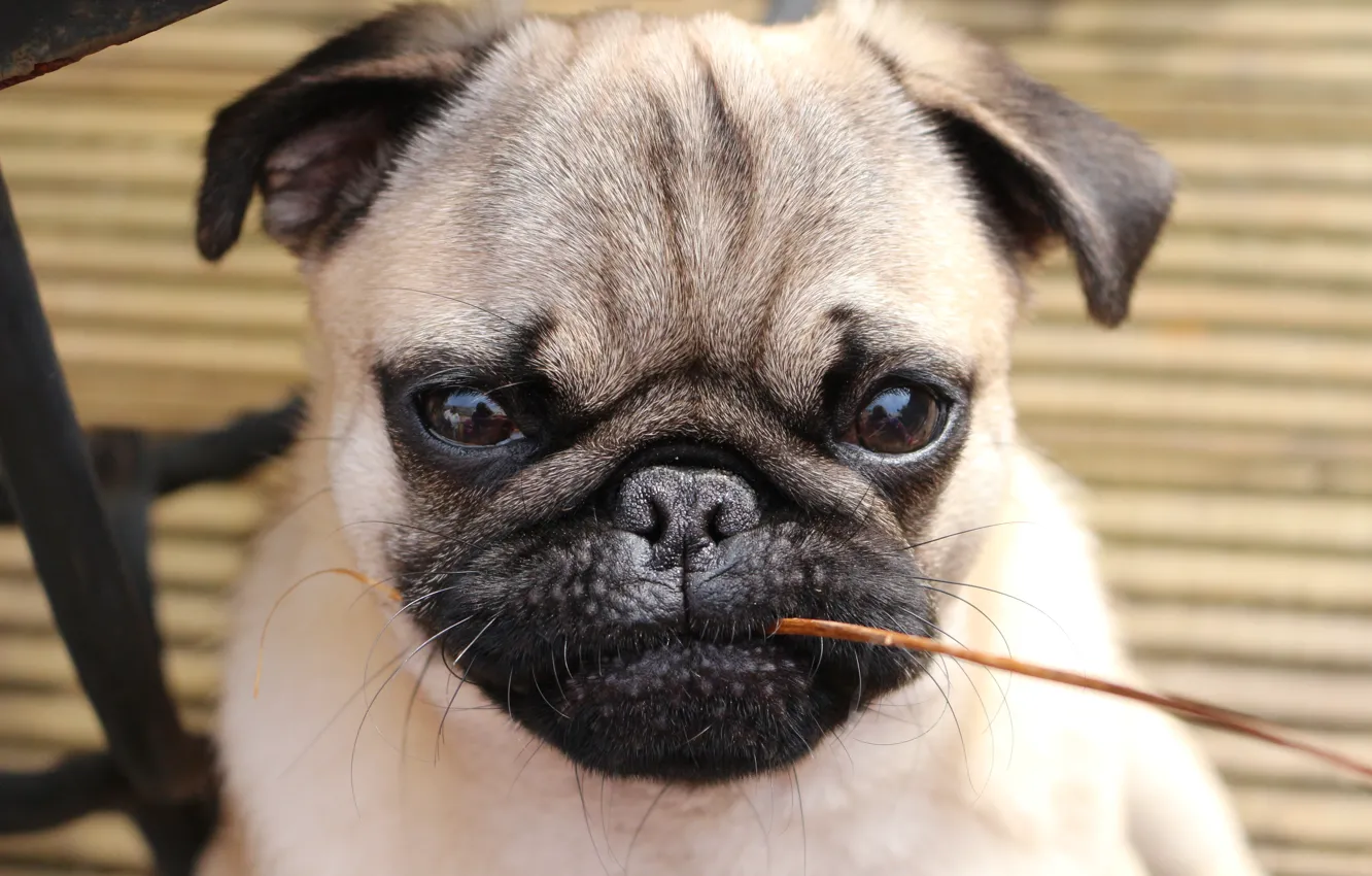 Photo wallpaper mustache, Dog, dog