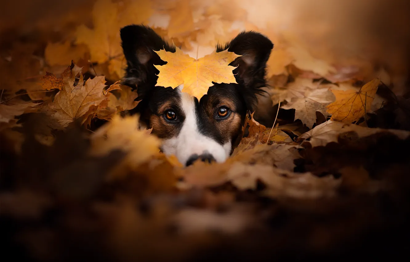 Photo wallpaper autumn, look, face, dog, leaf, fallen leaves