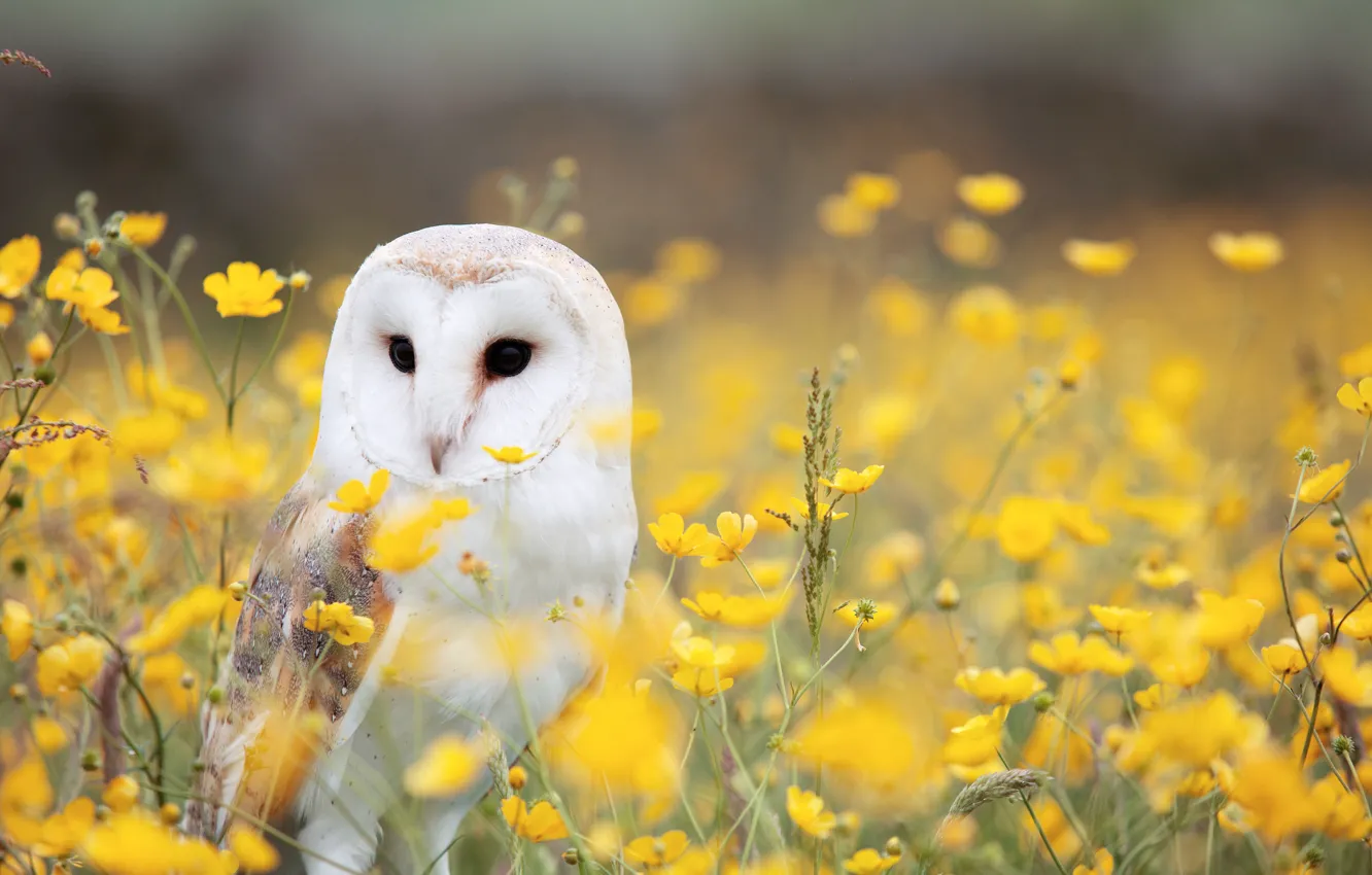Photo wallpaper field, flowers, owl, bird